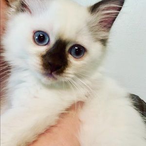 Meet your Posher, Molly